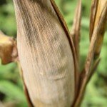 Ghana Agricultural Insurance Maize Crop Ghana Agricultural Insurance Maize Crop